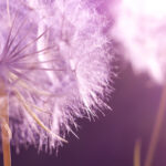 Competence Centre of Pharmaceutical, Biomedical and Medical Technology 3 alergija iesnas