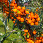 Study of the Chemical Composition and Antioxidant Activity of Dry Extract of Sea Buckthorn Bran 2 img 8100 edit mini